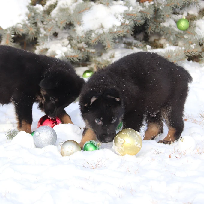 Two German Shepherd puppies explore the snow. There are plastic holiday ornaments for a holiday feel. 