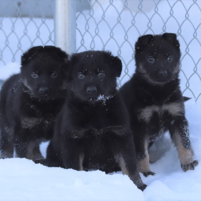 Three German Shepherd puppies stand together in a group in the snow.