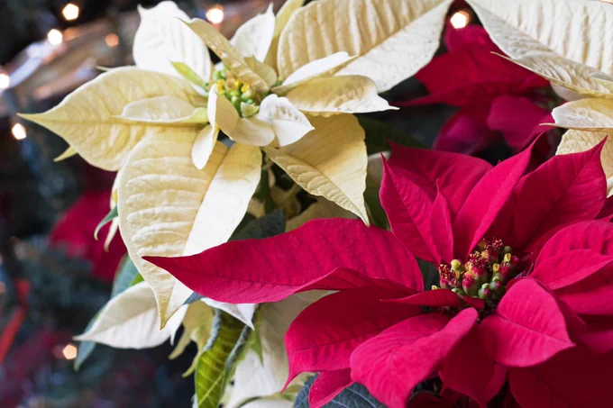 A closeup of red and white poinsettias