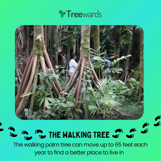 Treewards, Walking Tree, Tree Plantation, Plant Knowledge, Trees Knowledge, Tree Facts, Unique Trees