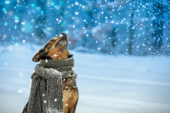 Photo of a dog with a knitted scarf tied around the neck in blizzard with his nose in the air sniffing snowflakes