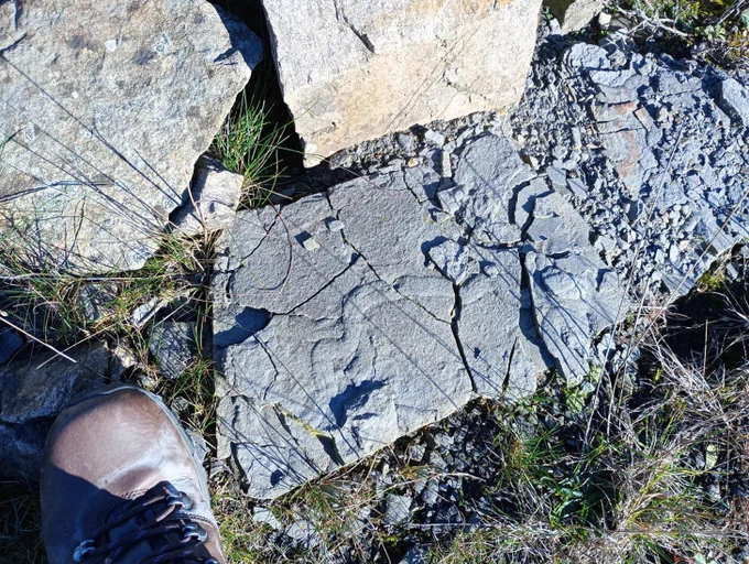 Grey block of rock with sinuous fossil trail, the right hand side of the rock is broken becoming increasingly fragmented until it is a pile of small stone chips. Brown walking boot for scale on the left hand side of the image, other rocks around the top of the image. 