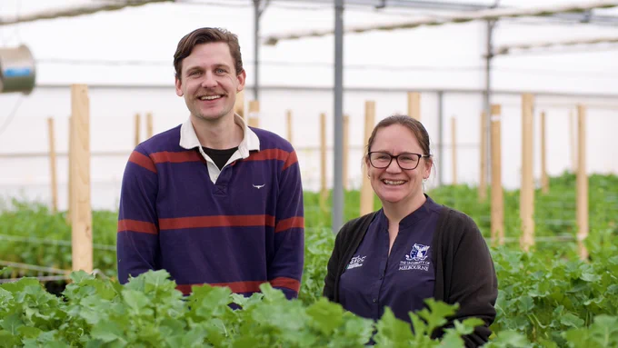 ]Melbourne University researcher Dr Angela Van de Wouw standing on right side next to PhD student Alec McCallum standing on left side inside glasshouse full of canola plants.