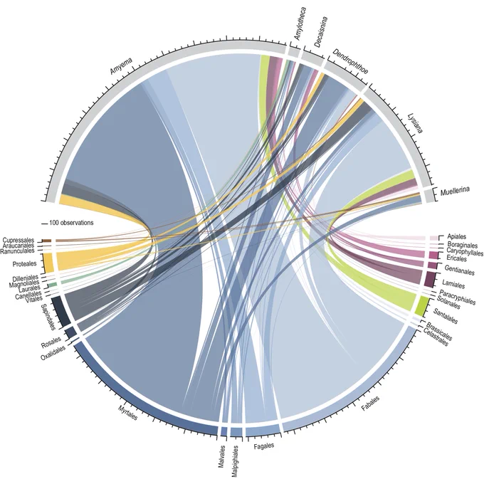 Summary bipartite network diagram showing mistletoe-host interactions across all Australian showy mistletoe genera. The top half displays host orders, each colored by major seed plant clade: asterid orders in shades of red, rosid orders in blue, basal eudicots in yellow, magnoliids in green, and conifers in brown. Dilleniales is marked in orange and Santalales in lime green. Tick marks represent increments of 100 observations.