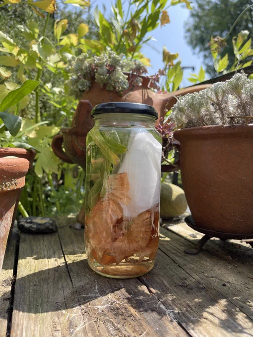 A jar containing natural materials being used to make a dye