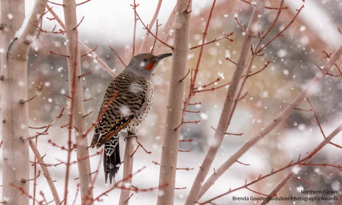 A photo of a male Northern Flicker perched in bare branches in heavy snow. Credit: Brenda Gooder/Audubon Photography Awards