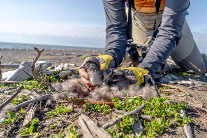 WCS scientist Kayla Shively and team are studying common eiders on the Arctic coast
