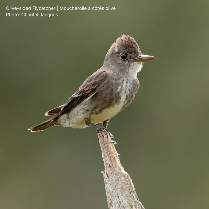 Olive-sided Flycatcher perched on a broken branch, looking alert.