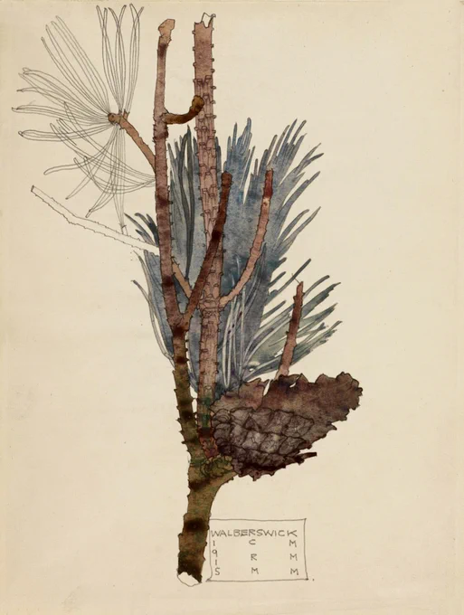 A watercolour drawing by Charles Rennie Mackintosh, featuring intricately arranged pine cones and needles, with long, elegant branches that curve and intertwine. 