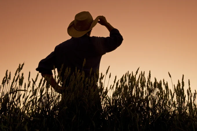 Farmer looks out over wheat field.