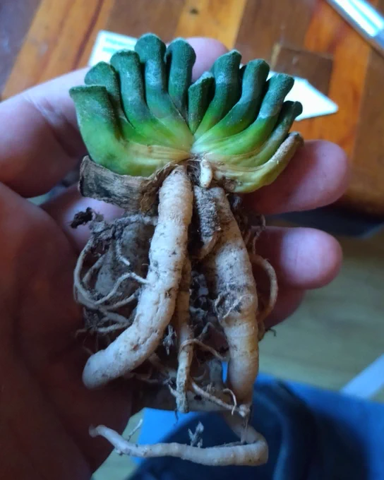 Cradling a bare root succulent in my hand called Haworthia truncata 'Horoshi Nakatani' (Clone 12) with grey fleshy leaves in a rosette arrangement.🌱