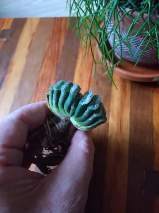Native to S Africa and neighbouring countries. Haworthia are grown as houseplants across the globe and are especially popular in Japan.🌵