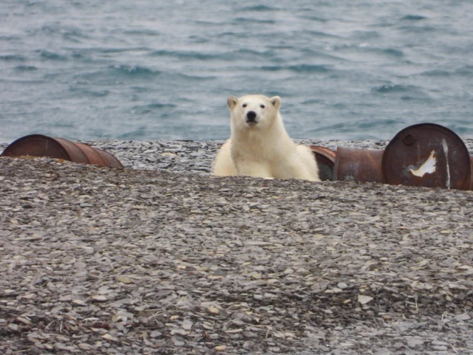 A polar bear peaks over a rise. Open water is behind him.