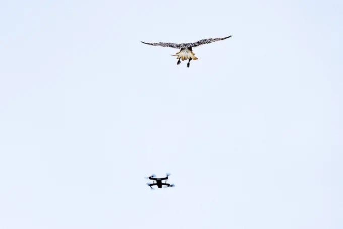 A bird in flight with wings spread and claws out attacks a quad-copter drone.