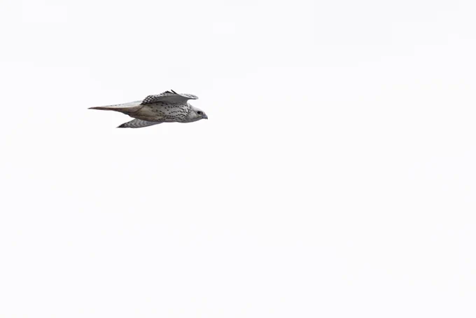 A small hunting bird soars through a completely white sky.