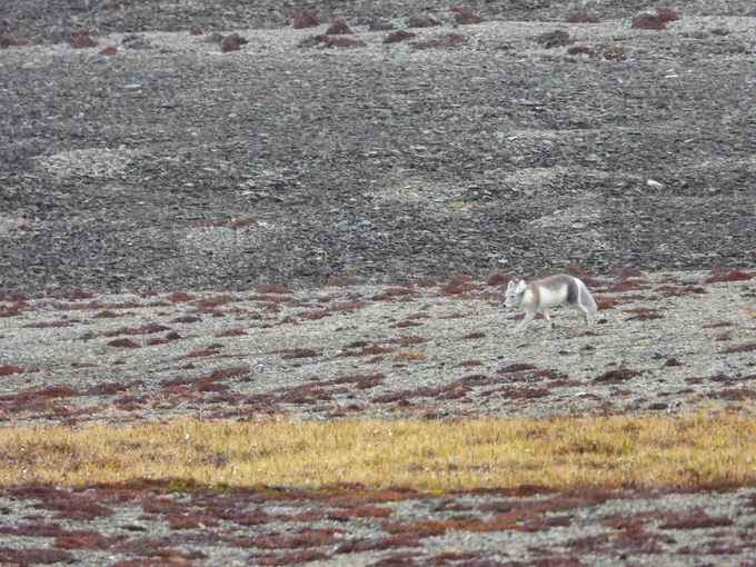 An Arctic fox trots along scrubland.