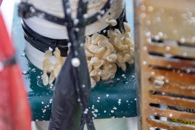 A cluster of shells at the base of a cylinder.