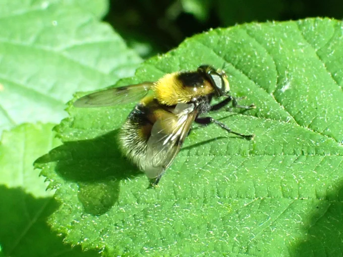 Bumblebee Plumehorn Volucella bombylans
