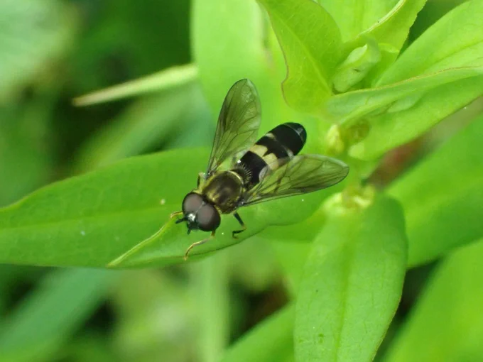 Twin-spot Boxer Platycheirus rosarum