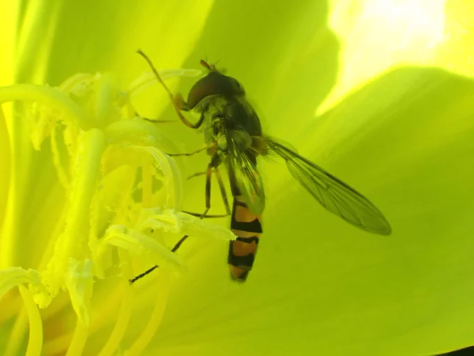 Marmalade Hoverfly Episyrphus balteatus