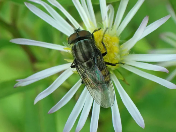 Locust blowfly Stomorhina lunata