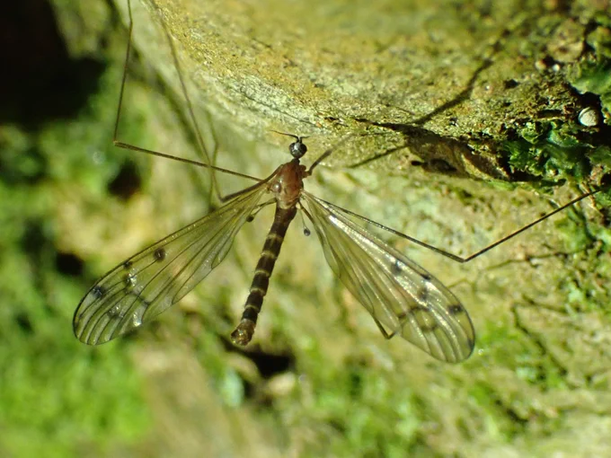 Achyrolimonia decemmaculata