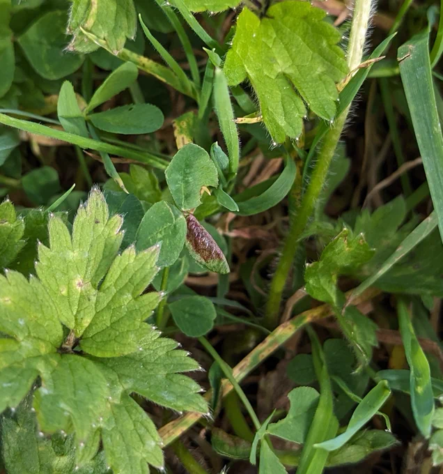 Dasineura trifolii