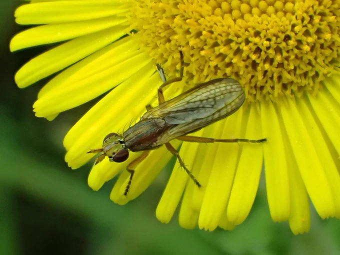 Stripe-backed Snailkiller Limnia unguicornis
