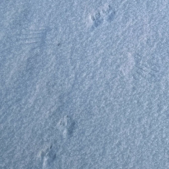 Animal tracks in snow, including small feet that are one in front of the other, and long wingtip imprints in either side. 