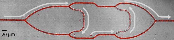 Exemple de détour suivi par une portion des globules rouges pour traverser le réseau. Cet écoulement brise la symétrie miroir par rapport à l’horizontale du système 
© M. Alonzo et G. Coupier.