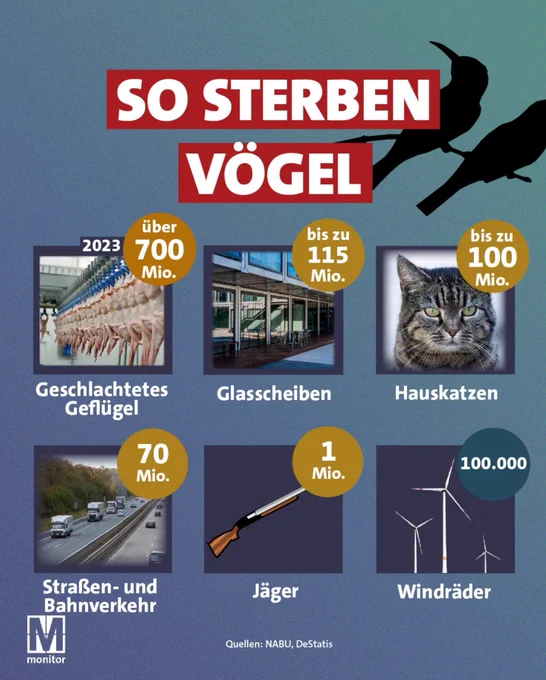 SO STERBEN VÖGEL 2023

über 700 Millionen: Geschlachtetes Geflügel

bis zu 115 Millionen: Glasscheiben

bis zu 100 Millionen: Hauskatzen

70 Millionen: Straßen- und Bahnverkehr

1 Million: Jäger

100.000: Windräder

monitor
Quellen: NABU, DeStatis