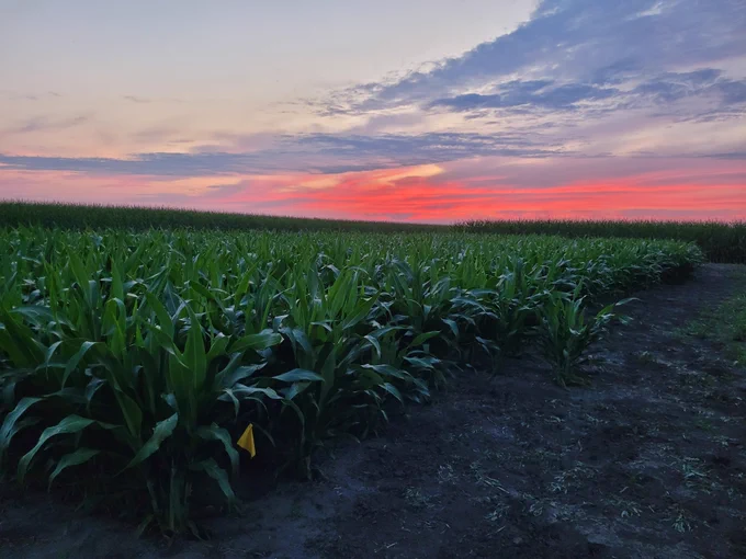 A field of two-foot-tall sorghum plants at sunset. The sky has streaks of pink and blue. Credit: Coralie Salesse-Smith