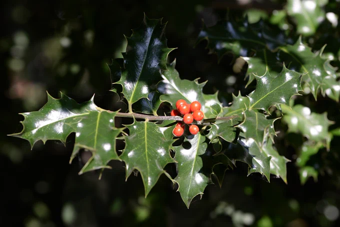 Holly leaves on a branch with red berries