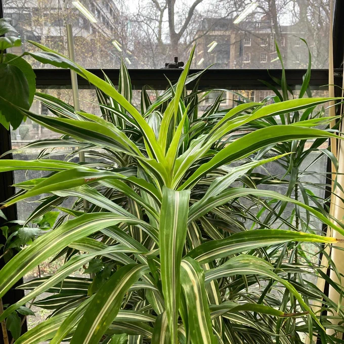 A big green leafy plant in front of one of the library’s windows.