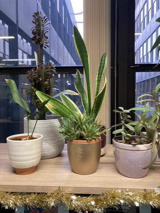 An assortment of potted plants on a shelf by a window.