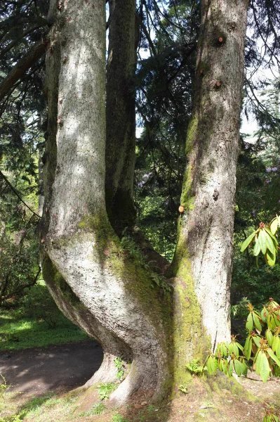 Albies abla silver fir tree. 