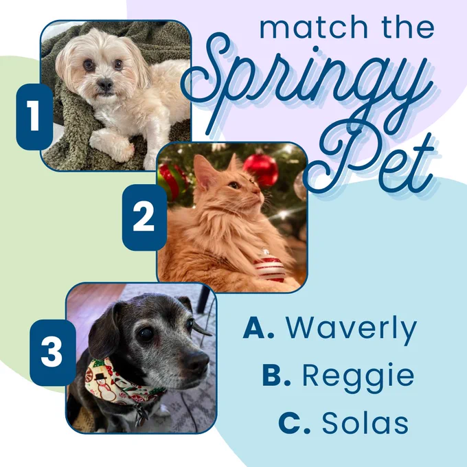 Match the Springy Pet: There are three numbered pet photos and a list of three names to match with the pets. Pet photos: 1. a white dog, 2. an orange cat under a Christmas tree, 3. a black and gray dog wearing a holiday bandana. Names: A. Waverly, B. Reggie, C. Solas