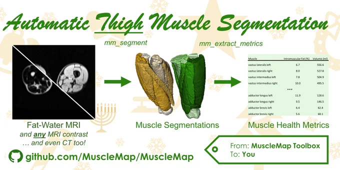 Automatic Thigh Muscle Segmentation https://github.com/MuscleMap/MuscleMap