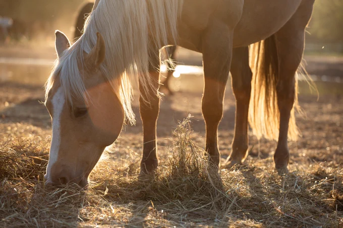 A palomino horse grazes in golden hour light