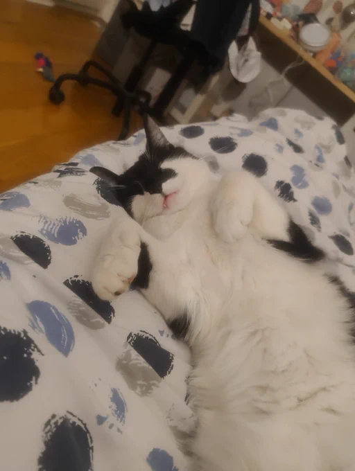 Tuxedo cat absolutely zooted out sleeping on top of a duvet, belly and paws up, a little fang peeking up of his mouth.