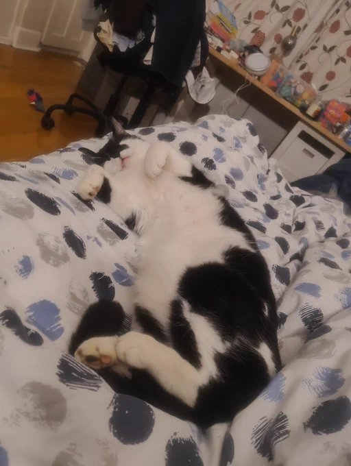 The same scene from slightly further away, showing that the cat's back feet are also raised and gathered to the side with his tail.