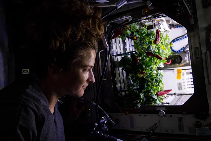 iss066e084293 (Nov. 26, 2021) --- NASA astronaut Kayla Barron checks out chile peppers growing inside the International Space Station's Advanced Plant Habitat before they were harvested for the Plant Habitat-04 space botany experiment.