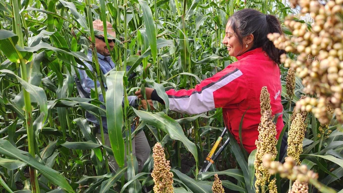 Two researchers in a red jacket and blue shirt work in a field of sorghum.