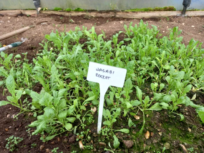 Wasabi rocket in polytunnel with white ID tag