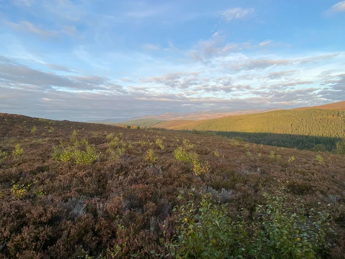 Photo of naturally regenerating trees spreading up the slopes and through the heather at Wildland Cairngorms, blue skies streaked with clouds above. Photo by Donnie Ross