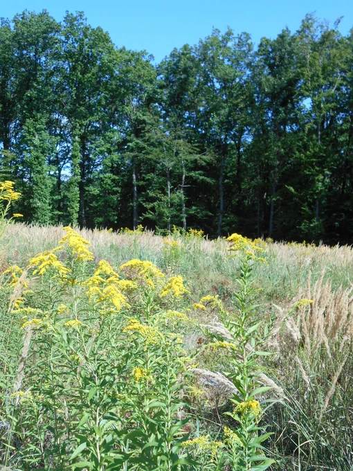 Invasive Solidago species dwelling in clear-cuts. Photo by Tinya Flóra.