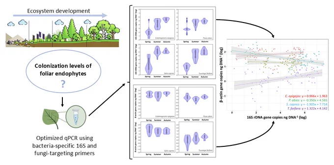 This study used an optimized qPCR protocol to show high host-specificity in foliar endophyte colonization levels along a successional gradient.