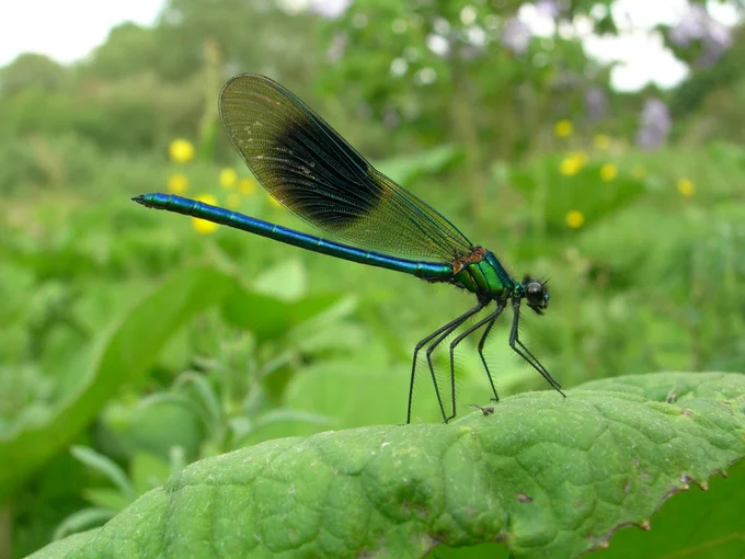 Banded demoiselle, Calopteryx splendens - Photo by Steve Baker