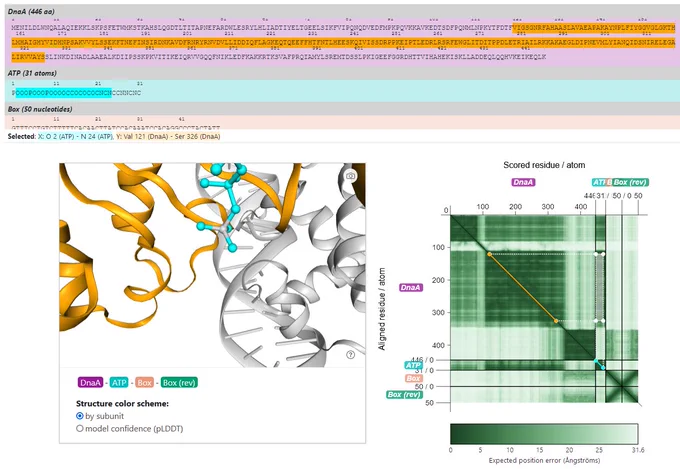 Screenshot of the PAE Viewer web page. A complex structure is displayed, which contains the protein DnaA of Bacillus subtilis, ATP, and a DNA double strand encoding the DnaA box. The page shows the sequence of amino acids, atoms and nucleotides, a 3D rendering of the structure, and a matrix of the PAE. A selection was performed using the interactive PAE matrix, and thus the corresponding parts of the structure are highlighted in the sequences and 3D display.