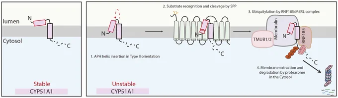Proposed model of CYP51A1 recognition by SPP. In cells, the lanosterol demethylase CYP51A1 can exist in two distinct conformations, with only one conformation being recognized for membrane protein quality control. The early recognition event by SPP consists of an N-terminal cleavage within the AH of the substrate. This generates a truncated version of CYP51A1 that is subsequently recognized by the RNF185–MBRL E3 ubiquitin ligase complex, extracted from the ER membrane and degraded by the cytosolic proteasomes. APH, amphipathic helix.
